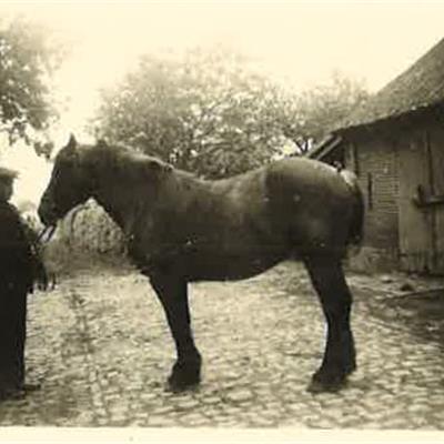 Frans Brughmans met paard (roepnaam 